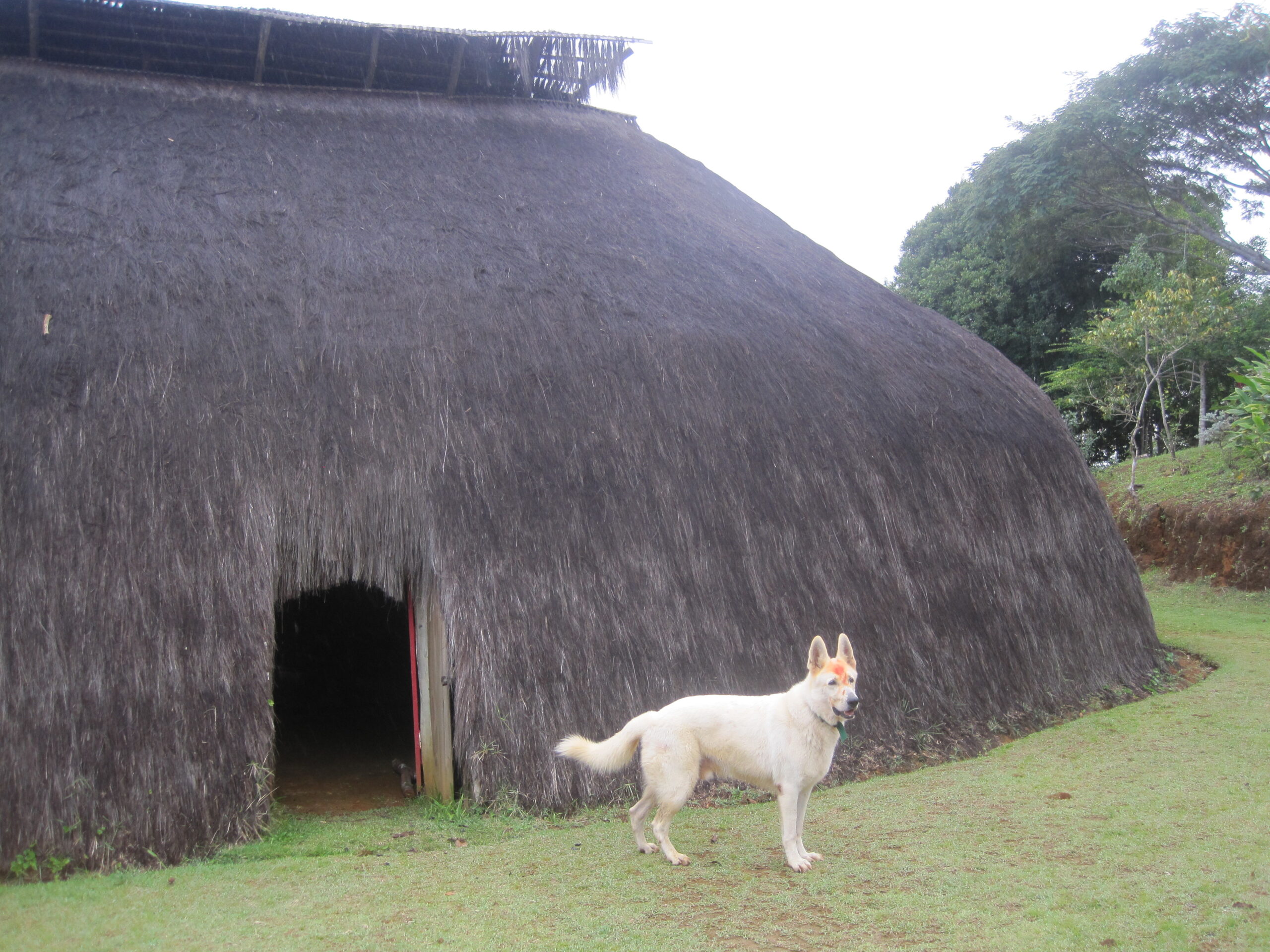 Na Selva: Oca Yary and The Cacao Coast